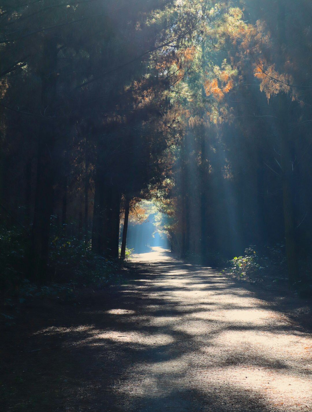 mysterious forest path