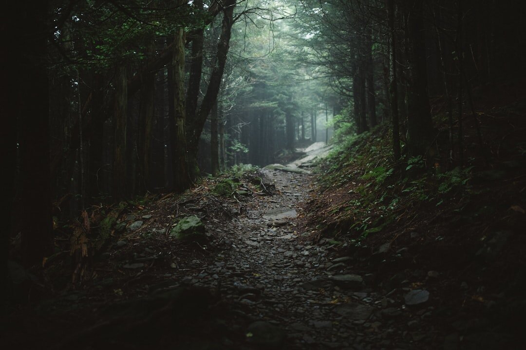 dark forest path at night